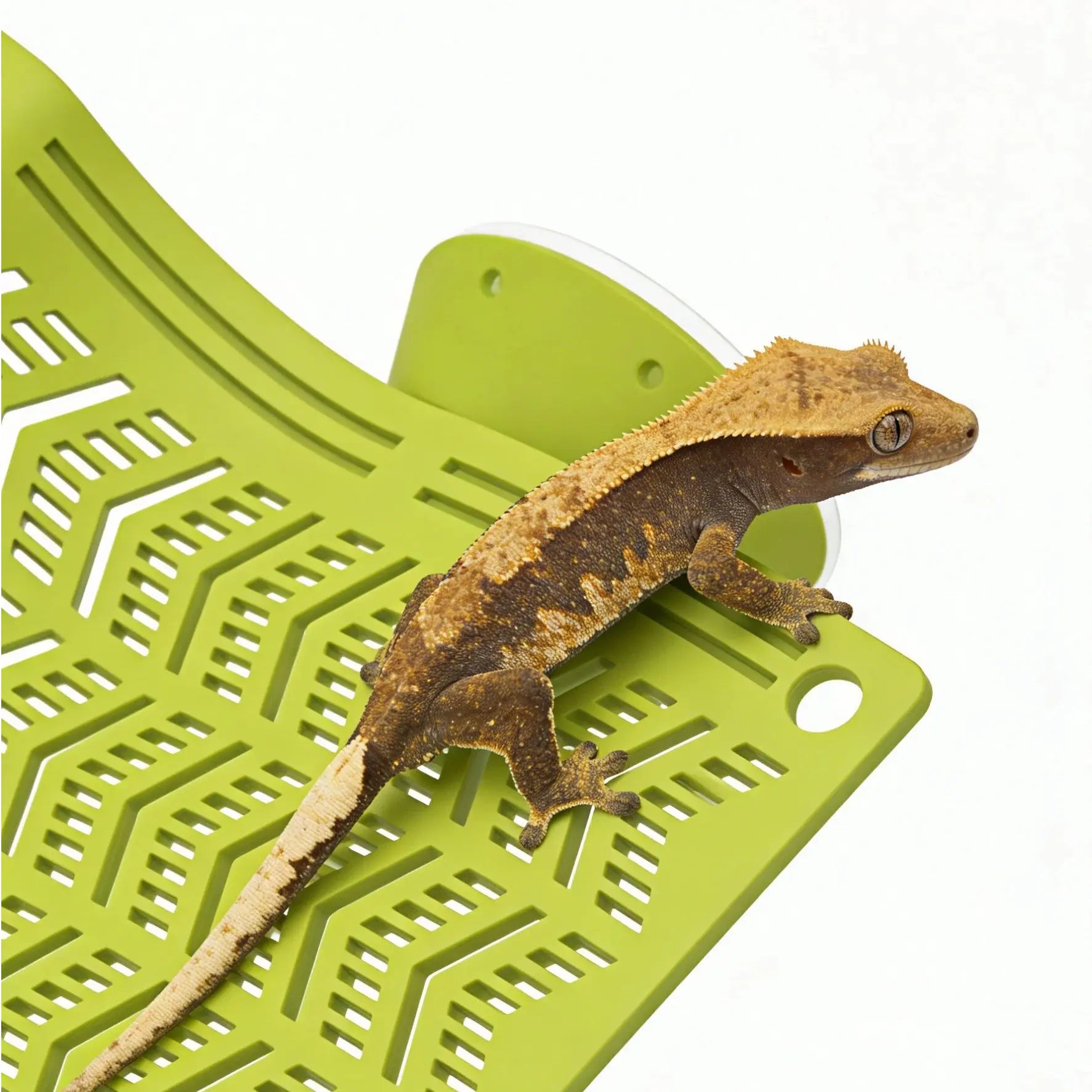 Herpify Multi-Size Plastic Reptile Hammock with Vented Plate and Suction Cups - Ideal for Frogs, Lizards, Bearded Dragons, Crested Geckos, and Snakes